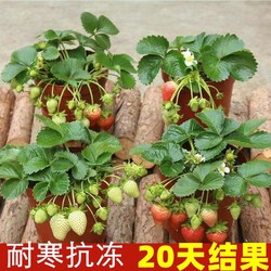 草莓 耐寒抗冻)四季奶油草莓苗盆栽阳台水果苗南方北方种植当年结果