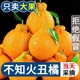 四川不知火丑橘新鲜水果当季丑八怪橘子大果耙耙柑丑桔丑柑批发