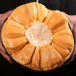 春狂  菠萝蜜 8-10斤