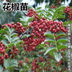 CHUANGSHIJI 四川无刺花椒苗九叶青花椒 3年苗（次年结果 备注品种） 111cm(含)-140cm(含)