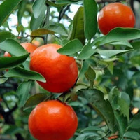 CHUANGSHIJI 盆栽地栽柑橘子树苗 桔苗  3年苗  70cm(含)-79cm(含)