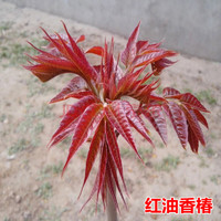 CHUANGSHIJI 香椿树苖红油香椿苗 红油香椿4年苗 80cm(含)-89cm(含)