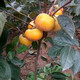 太秋脆甜柿子树苗日本大脆甜柿摘下就可以吃 嫁接苗当年结果南方北方种植盆栽地栽好成活 2年苗好成活　