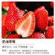 奶油草莓苗盆栽1盆+肥料