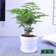 文竹盆栽盆景植物室内水培植物花客厅桌面办公室绿植室内盆栽好养