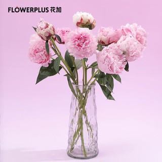 PLUS会员：FlowerPlus 花加 四川芍药10枝随机色