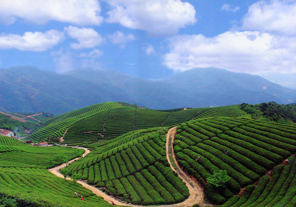 不输龙井的径山茶之旅，周末不加价！杭州鸬鸟新湖希尔顿花园酒店 花园标准房1晚套餐（含双早+双人简餐等）