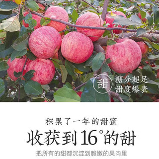 美得乐 山东栖霞红富士苹果  5斤（果经85mm）