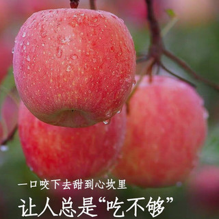 美得乐 山东栖霞红富士苹果  5斤（果经85mm）