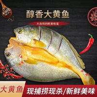 星品膳     鲜美大黄花鱼 4条 0.8-1斤/条