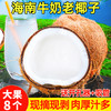 海南牛奶老椰子8个新鲜当季水果去皮椰青椰宝毛椰子煲汤榨汁椰皇