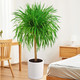 室内盆栽 客厅大型植物龙须树 单颗50厘米高