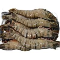 PLUS会员：鲟食 超大号巨型黑虎虾  8-10只装  长约21-24cm 净重900g