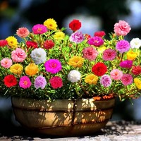昊兰诺 重瓣太阳花种籽子四季播种开花室内外易种易活盆栽庭院花种子包邮