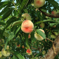 唐鲜生 现货 北京平谷大棚蟠桃 3斤 中大果 15-21枚