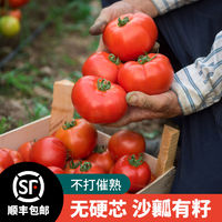 普罗旺斯西红柿5斤单果100g起顺丰包邮自然熟沙瓤番茄现摘现发