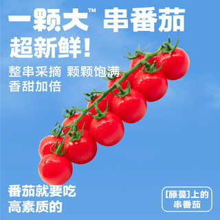 一颗大串番茄樱桃小番茄西红柿198g/盒自然熟新鲜蔬菜顺丰 1件 一颗大串番茄198g*4盒