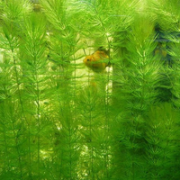 金鱼藻水草植物咋米草 养蟹 水景用草