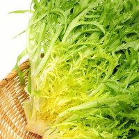 寿禾 shouhe苦菊种子苦苣生菜农家阳台盆栽四季播蔬菜易种春季 寿禾 shouhe黄心苦菊种子10克原种