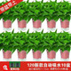 乐彩芙 绿萝盆栽 10盆+5包肥料