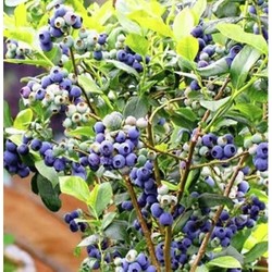 绿植盆栽 蓝莓苗 1盆+加仑盆