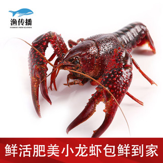 渔传播 鲜活小龙虾 6-8钱/只 2kg