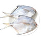 PLUS会员：海捕新鲜银鲳鱼 白鲳鱼 1斤
