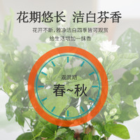 云寒 茉莉花6年苗5棵