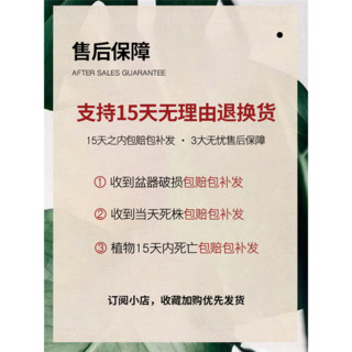 锦枫水培植物绿萝文竹盆栽新房吸甲醛室内绿植办公室空气净化红掌花卉 绿萝+灰色瓶两盆装 含盆