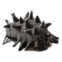 官参堂 8年 淡干海参 6-8只 50g