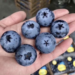 怡颗莓 云南怡颗莓蓝莓125g/盒新鲜水果顺丰包邮