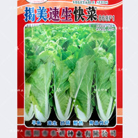 花相国 杂交一代脆嫩型速生小白菜20天采收四季播秋播 原厂包装 10克x1包