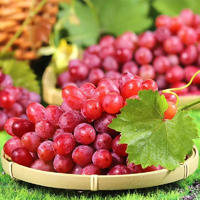 乡语小吖现摘红提葡萄 5斤 当季新鲜红提子 多汁脆甜葡萄水果 生鲜