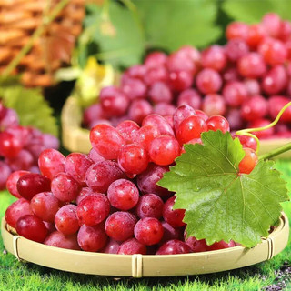 乡语小吖现摘红提葡萄 1斤 当季新鲜红提子 脆甜葡萄水果 生鲜