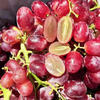 乡语小吖辽宁新鲜红提葡萄 2斤 红提子 脆甜当季现摘葡萄水果 生鲜
