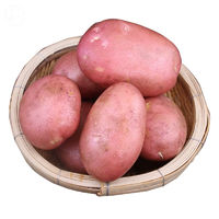 乡语小吖 云南红皮土豆3斤装中果 新鲜蔬菜洋芋小土豆马铃薯生鲜