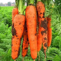 乡语小吖新鲜胡萝卜 2斤 现挖带泥脆甜生吃萝卜产地直发 新鲜蔬菜 生鲜