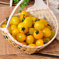 乡语小吖黄色小番茄 5斤 黄姑娘小柿子番茄西红柿 新鲜水果 京东生鲜