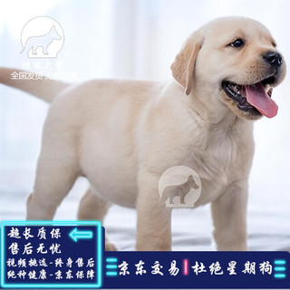 拉布拉多幼犬宠物狗狗 宠物级 SSS级 母