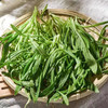 味小仙面条菜 柳叶菜 时令 羊蹄棵 新鲜现挖现发山东特产 2500g