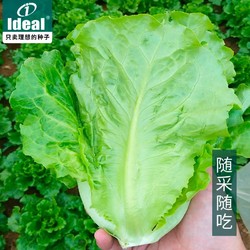 Ideal 生菜种子 5g
