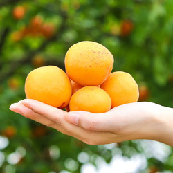 金太阳大黄杏子 4.8-5斤