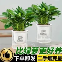 花瓶花艺上金钻盆栽植物水培绿植吸除甲醛办室内多肉四季常青好养 金钻 2盆+吸水盆