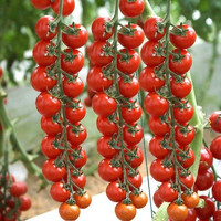 阳台种植 小番茄种子 200粒1包