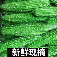 农大姐妹 苦瓜  新鲜蔬菜苦瓜 山东寿光火锅蔬菜直发 5斤