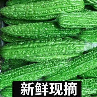 农大姐妹 苦瓜  新鲜蔬菜苦瓜 山东寿光火锅蔬菜直发 5斤