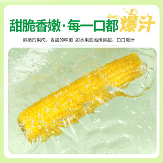 十月稻田 水果玉米 甜玉米 1.76kg