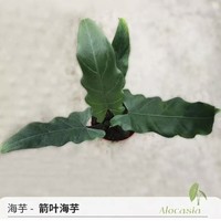 HONGYUE 虹越 箭叶海芋绿植盆栽