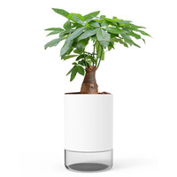 种菜记 一米田植物种植杯 种植杯+基质+种子+肥料