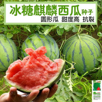 细辛四季盆栽超甜蜜罐薄皮无籽小西瓜阳台庭院水果8424冰糖麒麟瓜 冰糖麒麟瓜(可盆栽) 精选40粒成活率99.99%